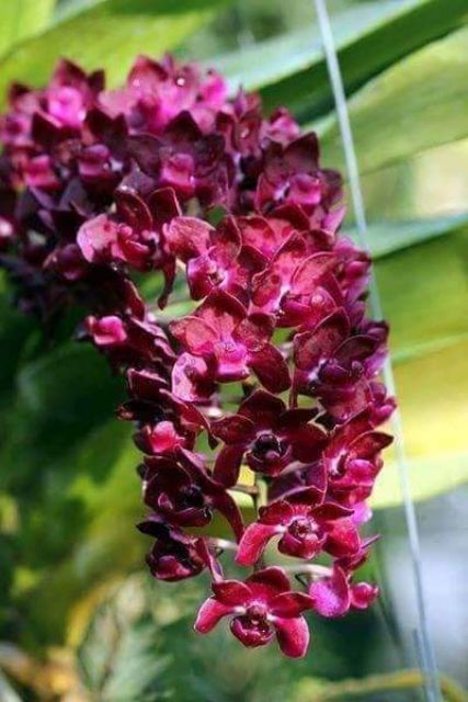 Lan Đai châu Nghinh xuân Ngọc điểm lá mít cây giống màu sổ xố