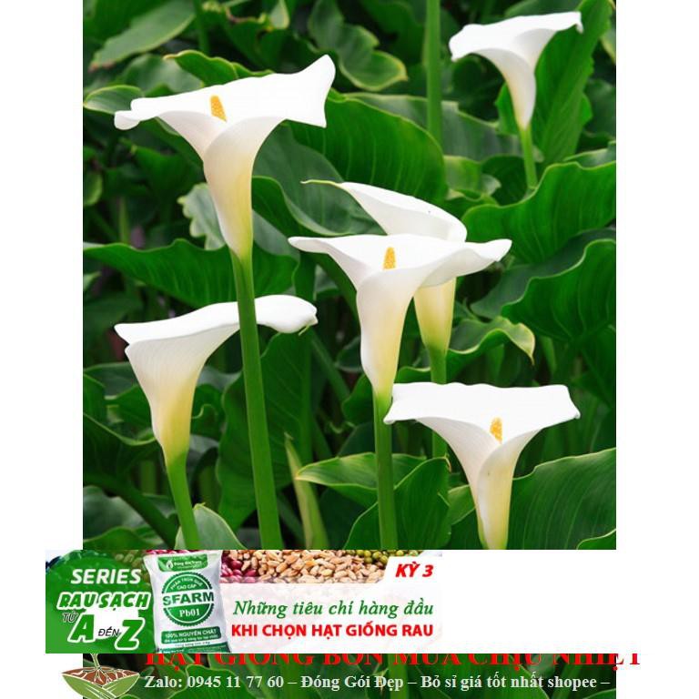 Hạt giống hoa vân môn Nam Phi 10 hạt ĐẾN MÙA TRỒNG TẾT
