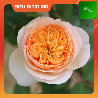 [Không Đúng-Hoàn Tiền] Cây Hoa Hồng Juliet (Phù hợp để trong vườn, sân, nhà ở...)