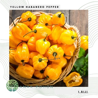 Hạt giống hạt ớt vàng habanero hạt ớt nhập khẩu 15h