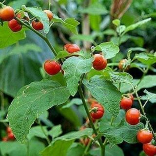 Viên cà gai leo mật nhân