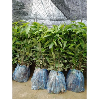 combo 20 CÂY QUẾ GIỐNG -CÂY CAO 30-40CM (bầu đất ổn định nhiều rễ bao sống 100%)