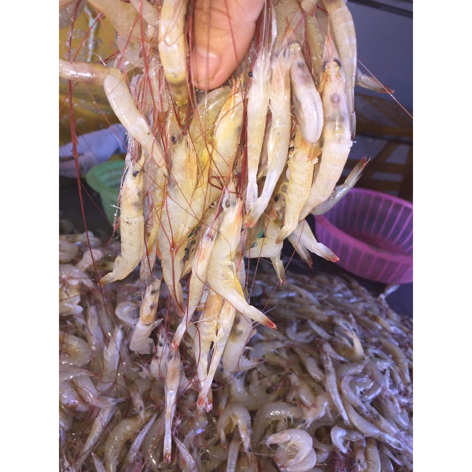 TÔM VÀNG BIỂN LÀM SẠCH BỎ ĐẦU