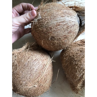 Quả dừa già cùi dày, vỏ mỏng thơm ngon