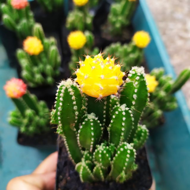 Tổng Hợp Xương Rồng Thanh Sơn Ra Hoa Giá Rẻ, Bán Chạy Tháng 8/2023 - Beecost