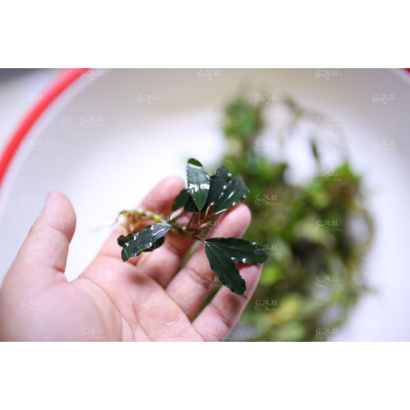 Bucep mix hàng cạn  - hàng về 29.5.2021