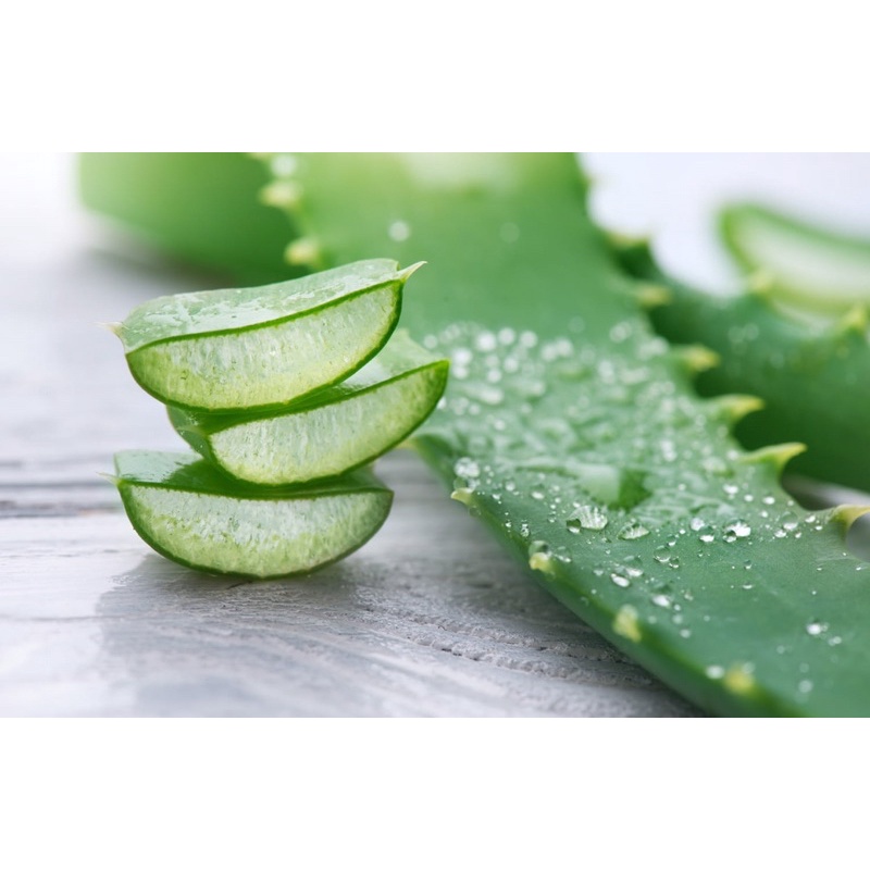 GEL NHA ĐAM LÔ HỘI ALOE VERA DƯỠNG ẨM ĐA NĂNG