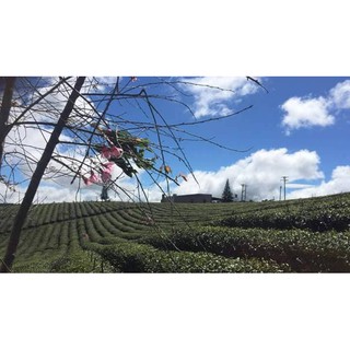 Trà Oolong Trường My