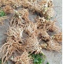 |10KG| Sâm đương quy tươi Đức Trọng - Lâm Đồng