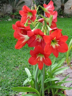 Hoa lan Huệ