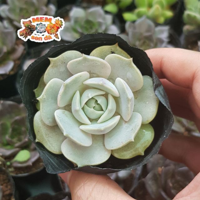 Combo 03 sen đá Lola- Hàng thuần, siêu dễ trồng, LỖI 1 ĐỔI 1