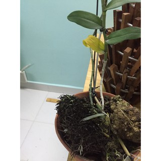 Dớn cắt miếng ghép lan-0.5kg