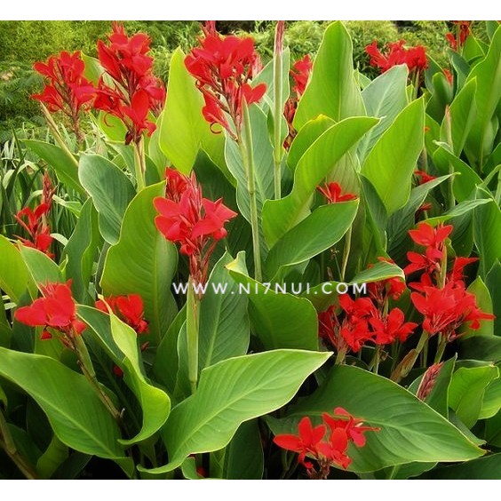 5 củ giống cây hoa chuối - shop Ni Bảy Núi