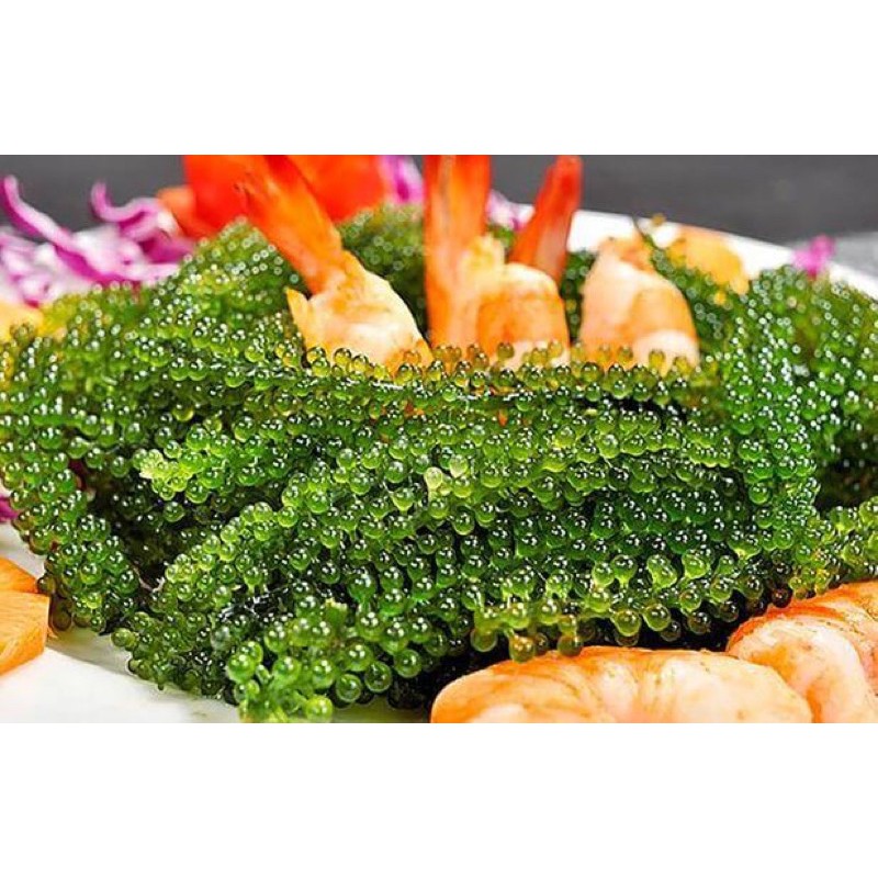 Rong nhớ tách nước sea graper gói 100gram tách nước được 300gram tươi .