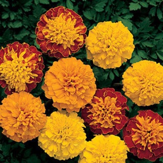 HẠT GIỐNG HOA CÚC VẠN THỌ PHÁP