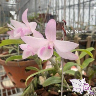 Lan Phi Điệp 🍀FREESHIP🍀 Hồng Mỹ Nhân  [ Ươm Kie ]