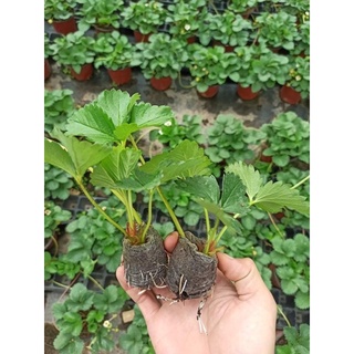 Combo 5 ngó dâu tây hana chịu nhiệt
