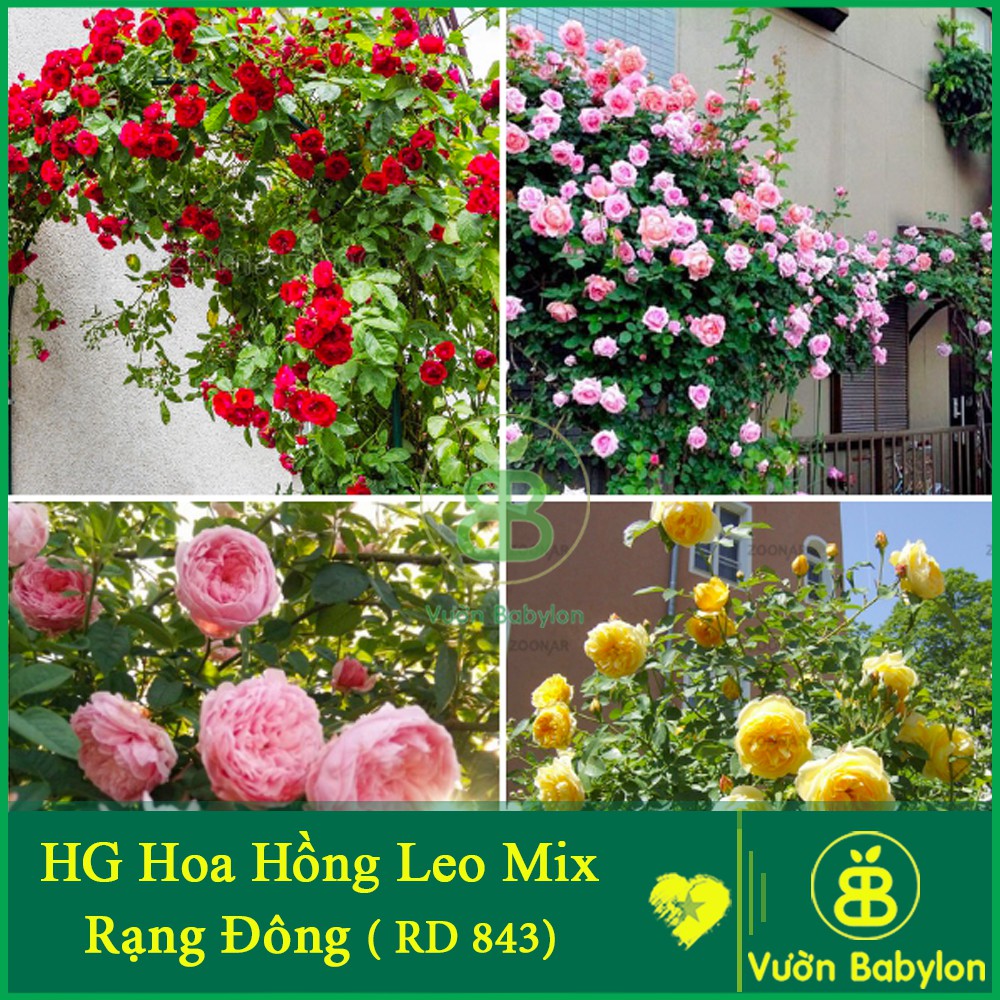 Hạt Giống Hoa Hồng Leo Mix Nhiều Màu 10Hạt Dễ Trồng