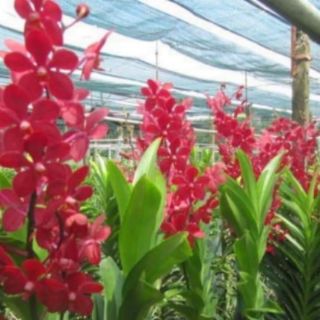 MOKARA CẮT CÀNH GIỐNG