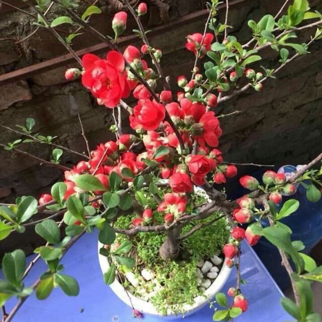 (hạt )Thanh lý hoa mai đỏ dưỡng chơi tết 2027