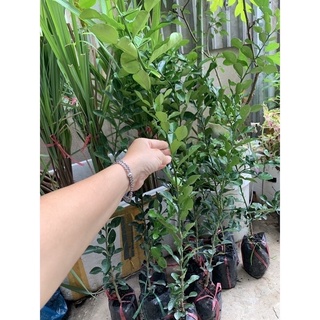 Cây chanh chúc hấp gà