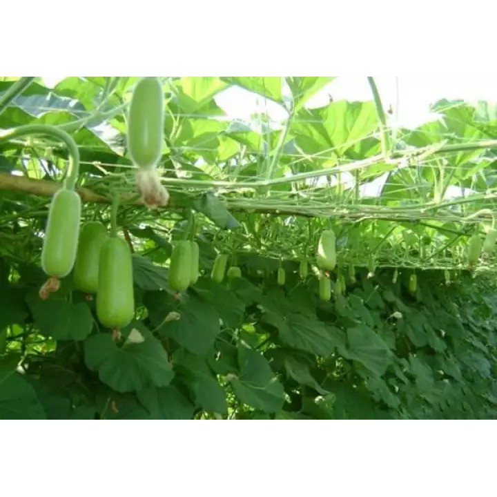 Hạt Giống Bầu Sao Trái Ngắn F1 KNS193- Gói 10 hạt