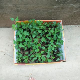 Cây giống đu đủ da vàng