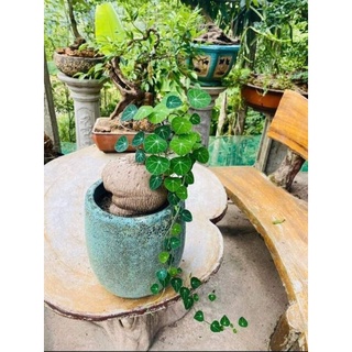 củ bình vôi phong thủy