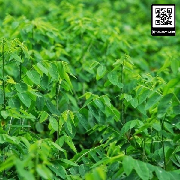 1Gr hạt giống rau ngót Rạng Đông