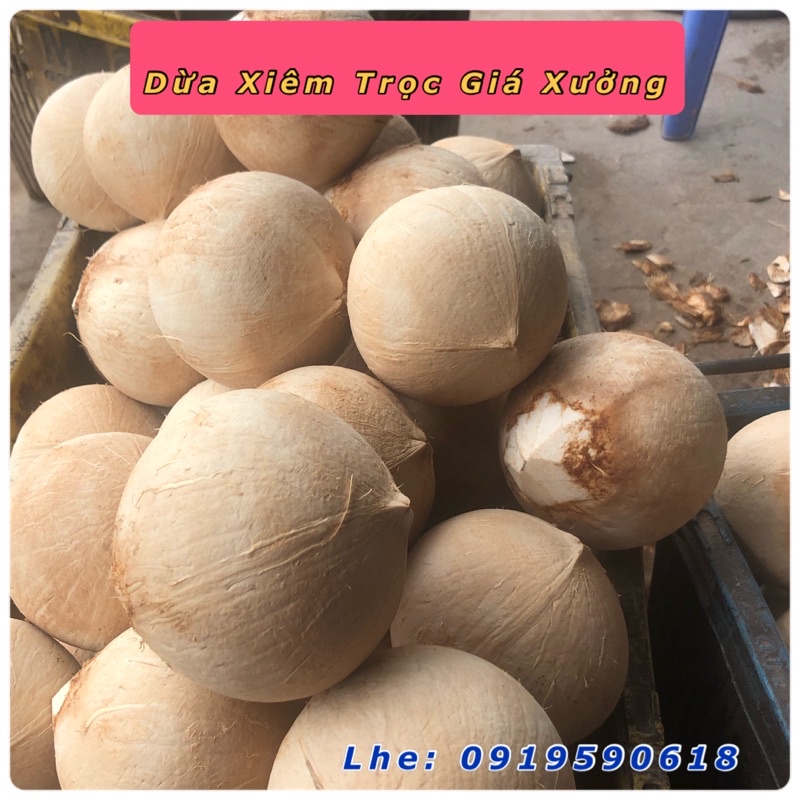 DỪA XIÊM TRỌC BẾN TRE 400g- 600g TẠI HÀ NỘI - DỪA XIÊM XANH BỎ CÙI