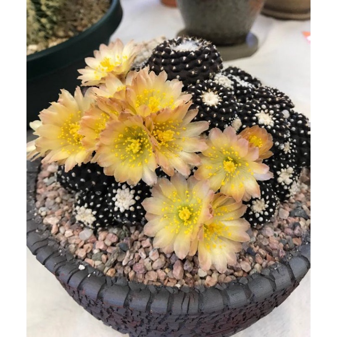 (Sale 50%)Xương rồng Copiapoa xanh đen hiếm-lạ hình cuối.