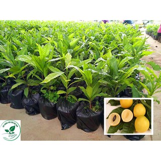 Cây Giống Vú Sữa Hoàng Kim