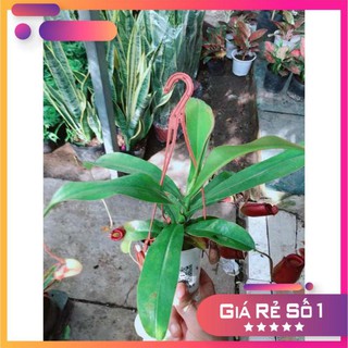 Chậu cây nắp ấm bắt côn trùng Ưa Thích