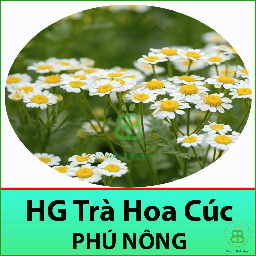 Hạt Giống Trà Hoa Cúc Phú Nông