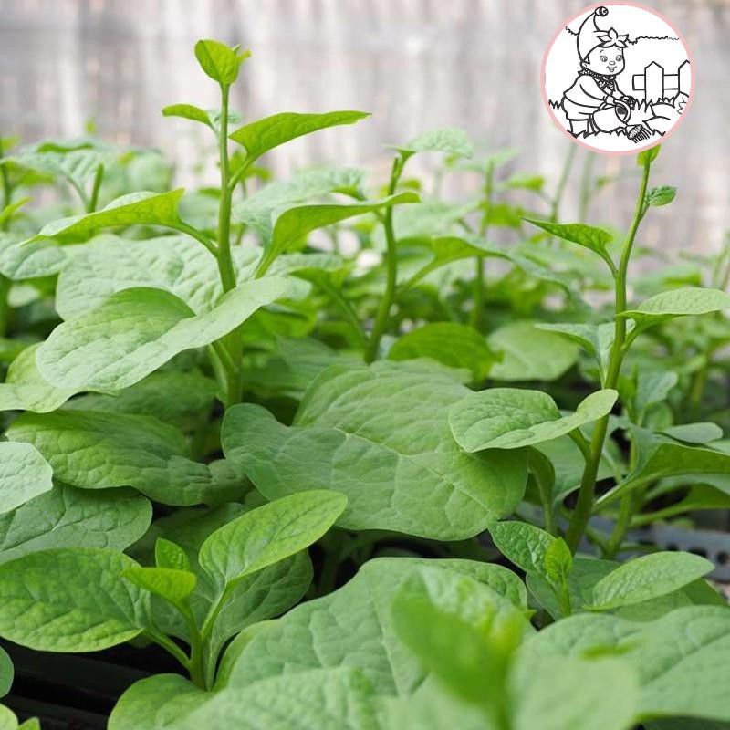 HẠT MỒNG TƠI XANH - GÓI 20 GRAM