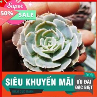 Sen bắp cải mới vĩ