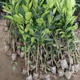 Cây giống bưởi Diễn