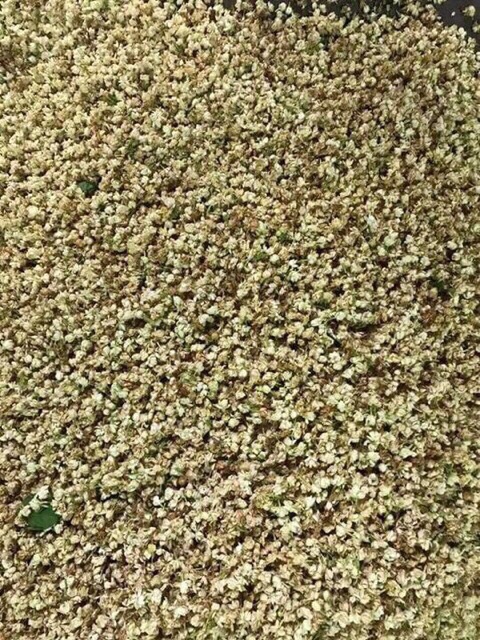 Bịch 1Kg Trà Sơn Mật Hồng Sâm loại đặc biệt giúp ngủ ngon hạ mỡ máu