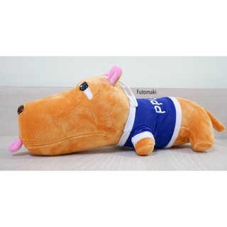 Chó bông Puco mặc áo nhỏ