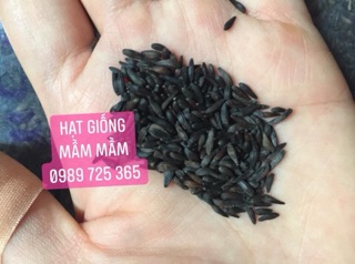 Hạt giống hoa cúc thân gỗ 50k/500 hạt