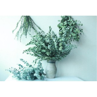 Cành lá khuynh diệp, Đôla bạc, Bạch đằng cảnh, Silver Dollar Tree, Eucalyptus cinerea (Argyle Apple)