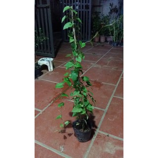 cây hoa tigon cao gần 1m