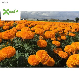 Hạt giống hoa Vạn thọ mỹ mix (50 hạt)