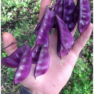 Hạt giống Đậu ván tím F1 – 5Hạt