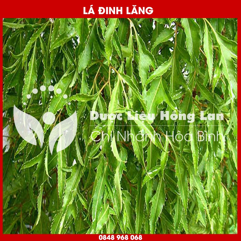 Lá Đinh Lăng khô sạch loại 1 - Hàng Chính Hãng