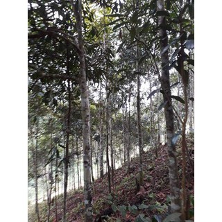 Tinh Dầu Quế Nguyên Chất