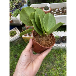 Cẩm cù lá xếp - Pachyclada