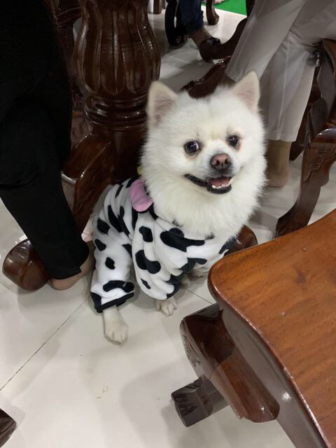 Bộ liền bò sữa 4 chân