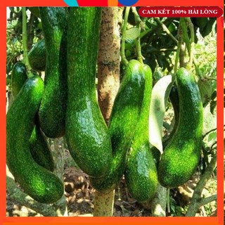 Cây Giống Bơ 034 - Cây Giống Bơ Dài Sáp Dẻo, Béo Ngậy Cơm Vàng Dày Dễ Trồng