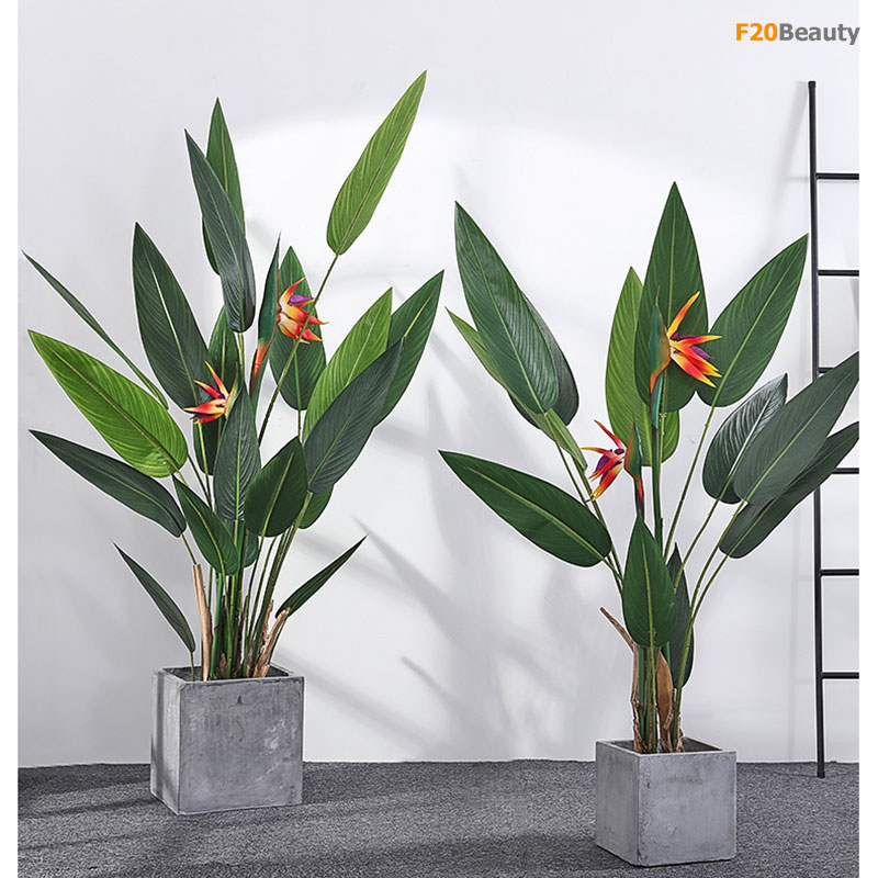 CHẬU CÂY THIÊN ĐIỂU + Tặng 02 cây nhót ngọt